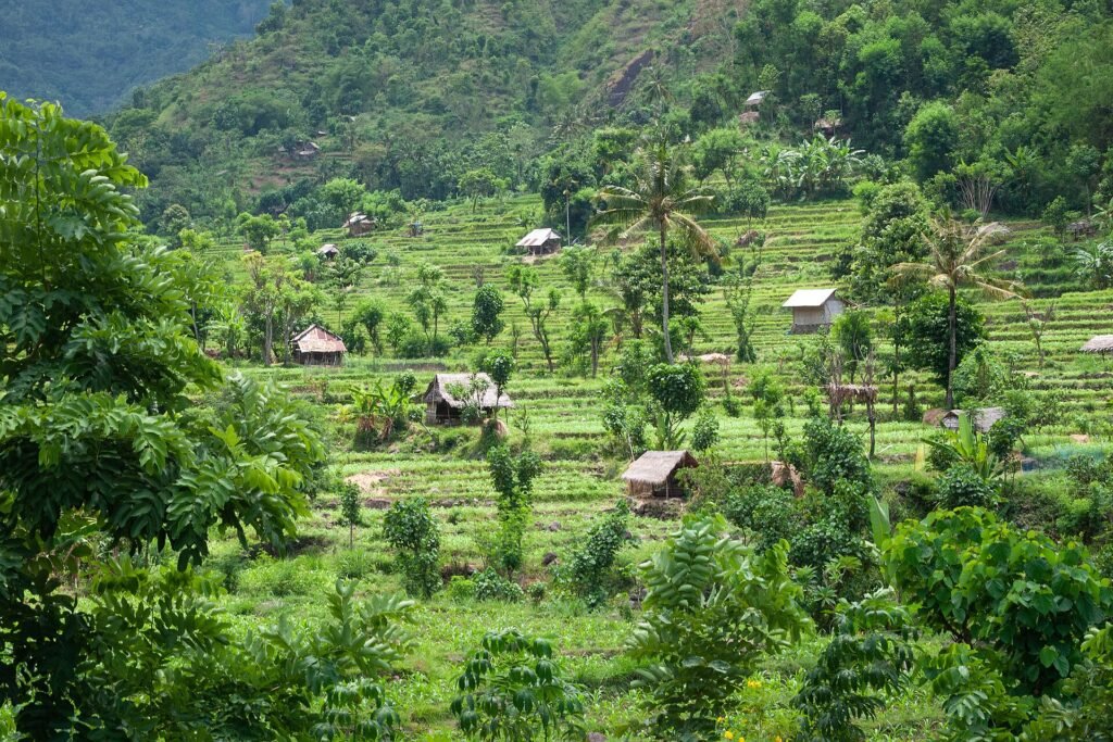 Rice terraces in Bali, Indonesia